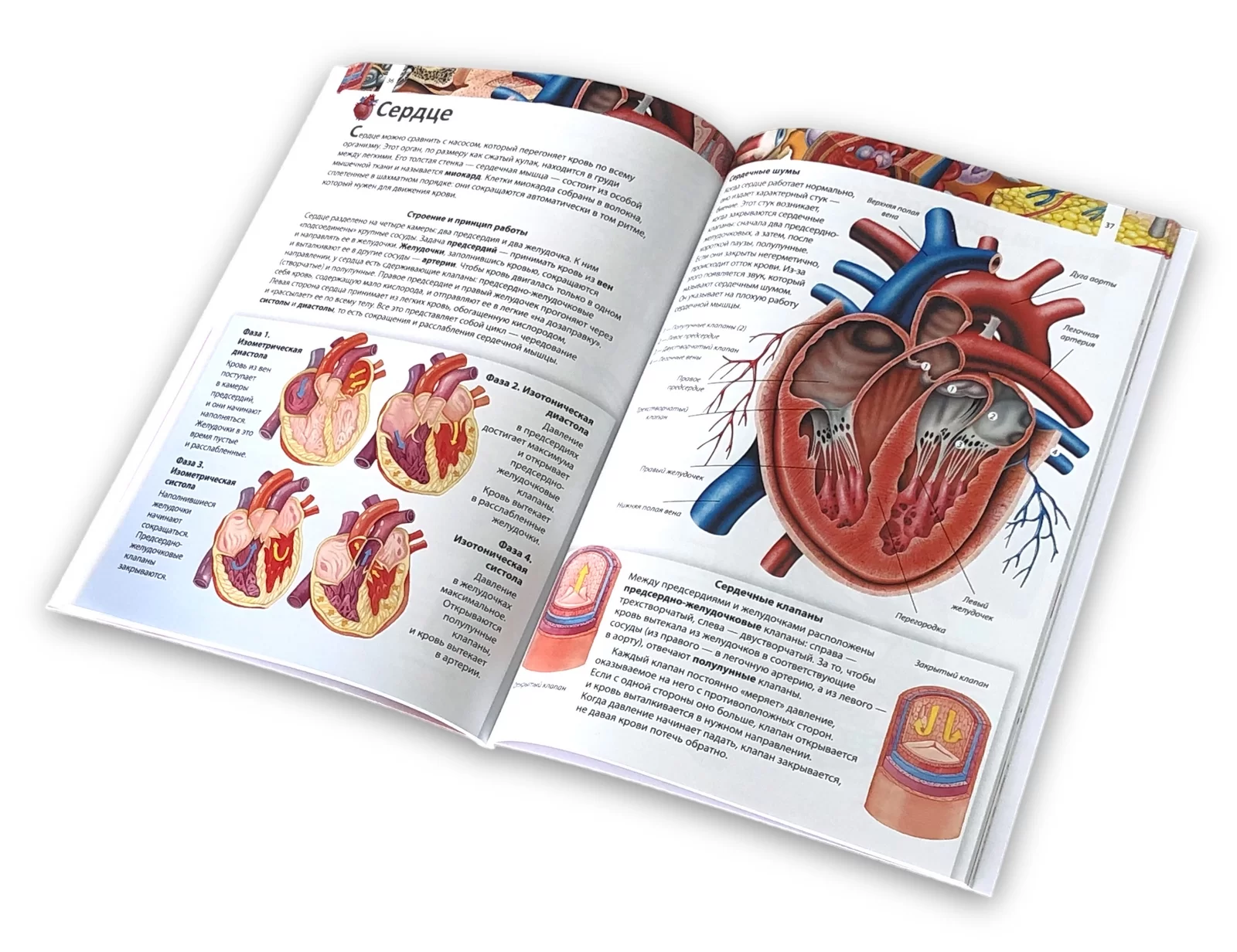 Enciclopedia Тело человека 4