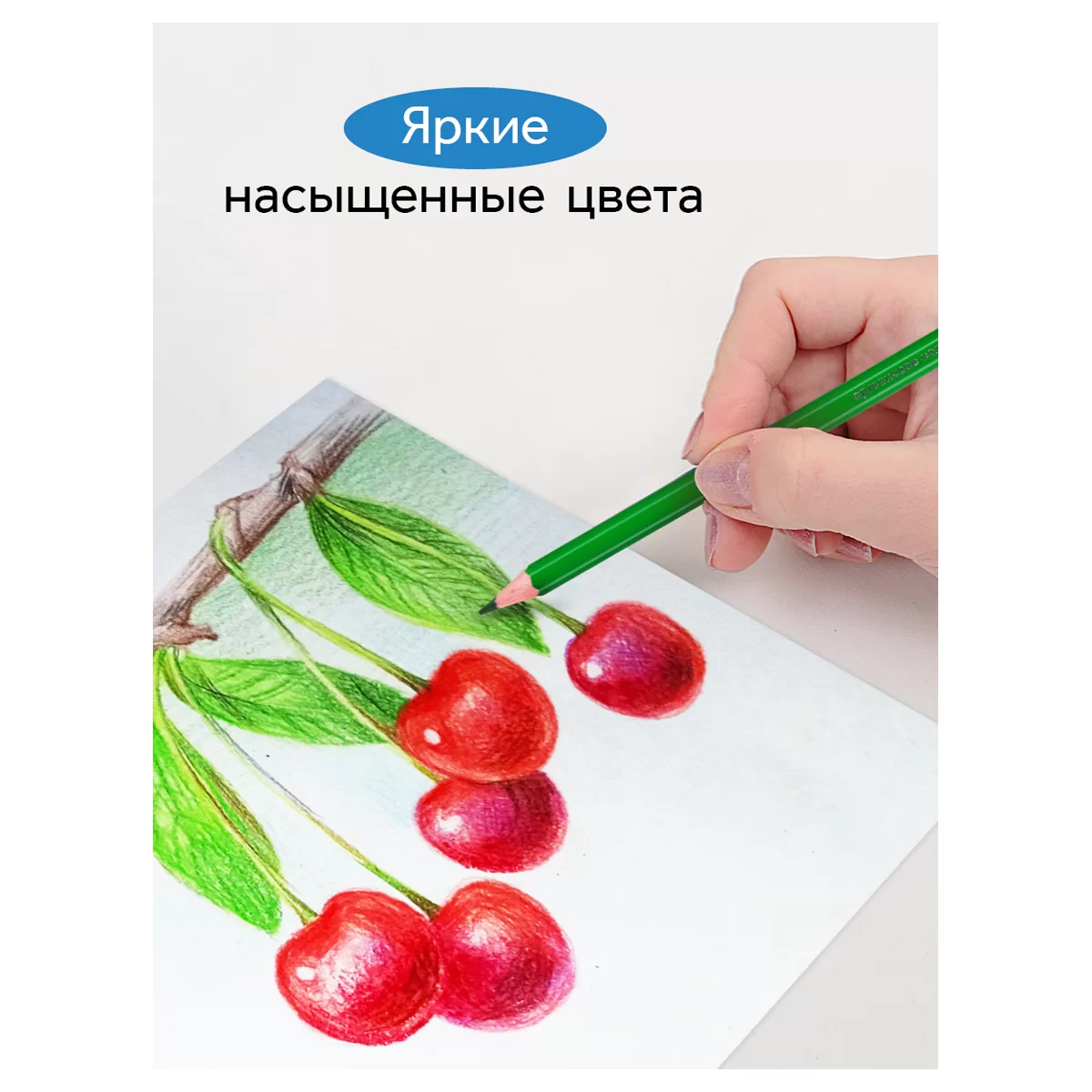 Creioane colorate GAMMA Clasic, 24 culori